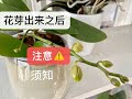 静姐说花520： 蝴蝶兰花芽出来之后，十大注意，四个补充