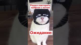 Лайфхак с котом😆