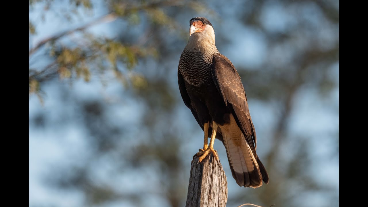 caracará - Caracara plancus 