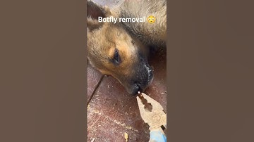 botfly removal😳😱 cute animals #shorts #viral #ytshorts #animaltrendsuniverse #animalhelp