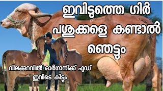 ഭീമൻ ഗിർ പശുക്കൾ ആണ് ഈ ഗോശാലയിൽ cow farming malayalam
