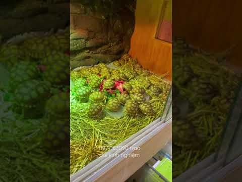 Video Rùa Châu Phi Sulcata Tortoise - Thông Tin (Phần 1) - youtube