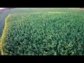 Plantio do sorgo gigante boliviano, safra 2019/2020. (contato vendedor, na descrição)