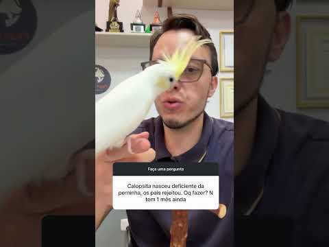 Calopsita nasceu deficiente, o que fazer?