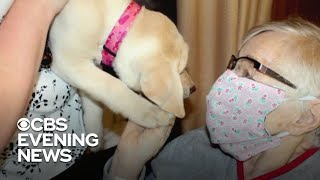 Nursing home residents get a weekly dose of puppy love