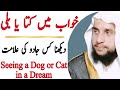 Seeing a dog or a cat in a dream  black magic     