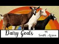 Dairy goats in South Africa [ TOP QUALITY ][NEW][2021]