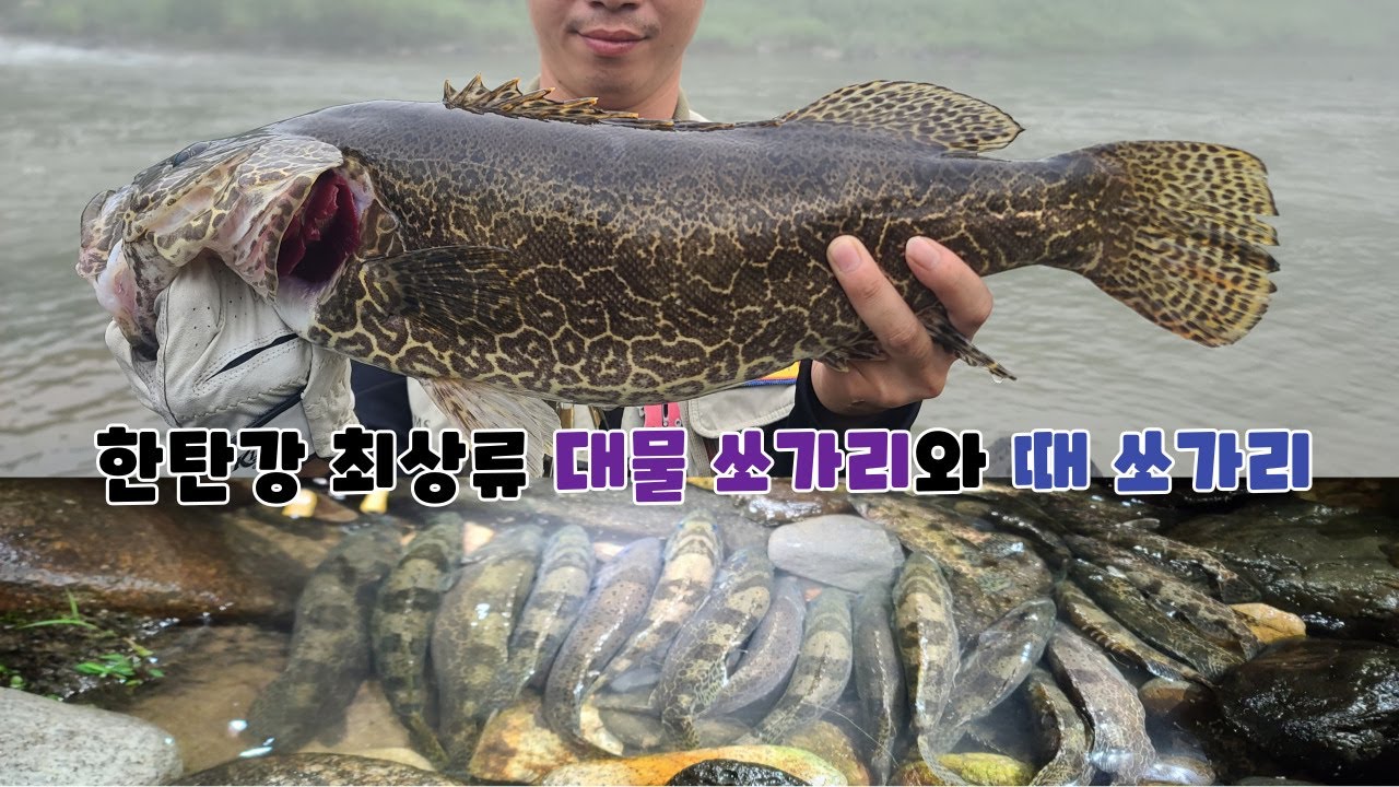 한탄강최상류 50중반급 대물쏘가리와 무더기쏘가리 만나고 왔습니다!!!
