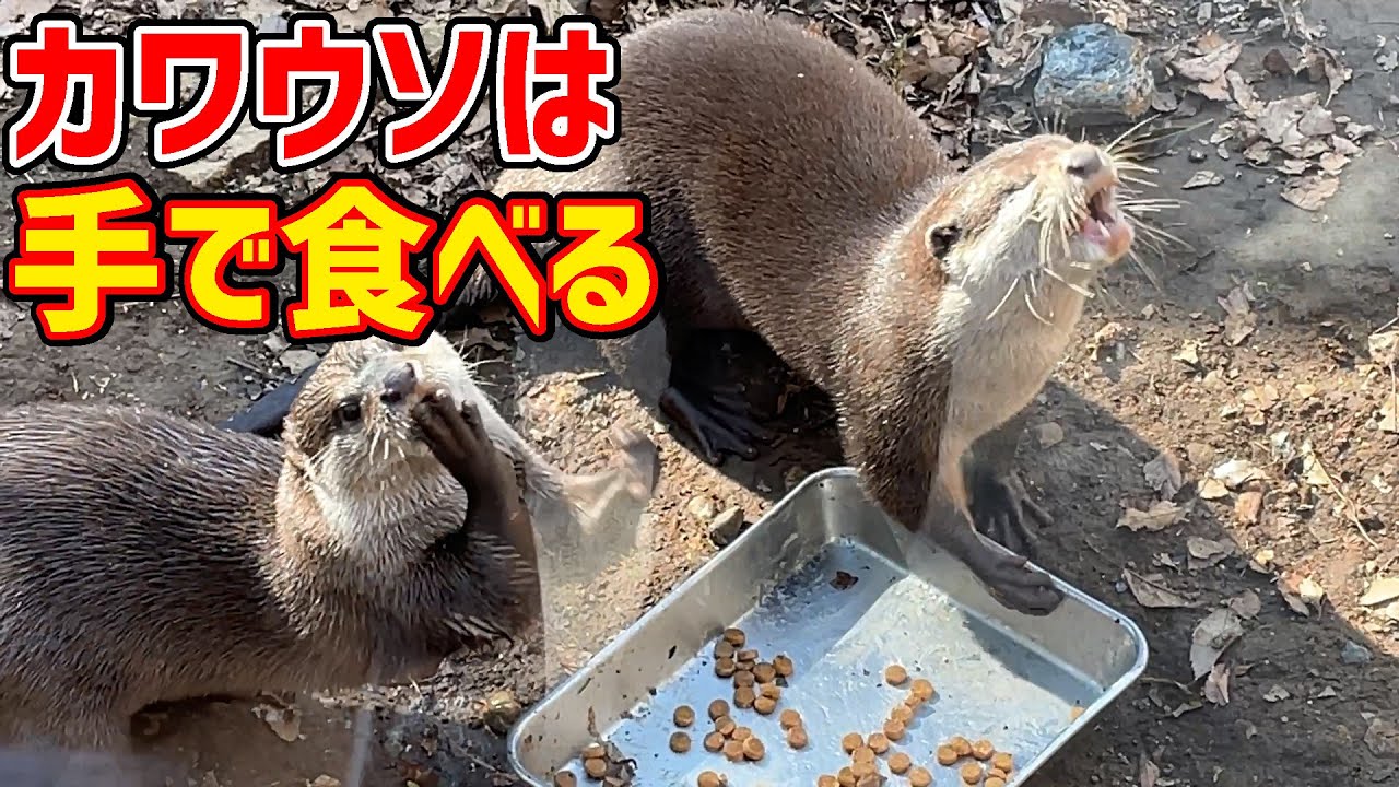 タヌキとアライグマとレッサーパンダの内 尻尾が縞模様なのは Raccoon Dog Raccoon Red Panda Youtube タヌキとアライグマとレッサーパンダの内 尻尾が縞模様なのは Raccoon Dog Raccoon Red Panda Youtube