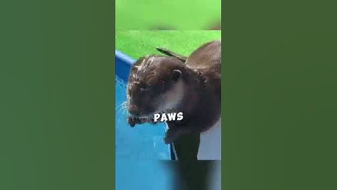 Otter