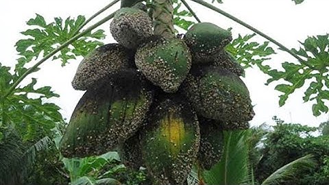 Phát hiện rệp sáp trên cây đu đủ phải làm sao ?