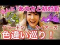 グラードン&カイオーガ 色違い巡り！ なんと！あの方と初めましてのご挨拶🌸【 ポケモンGO 】