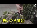 抜いたら通知