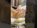 만지면 힙업. Touch and it&#39;s hip-up #cat