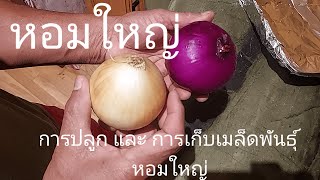 หอมใหญ่ การปลูกการเก็บเมล็ดพันธุ์