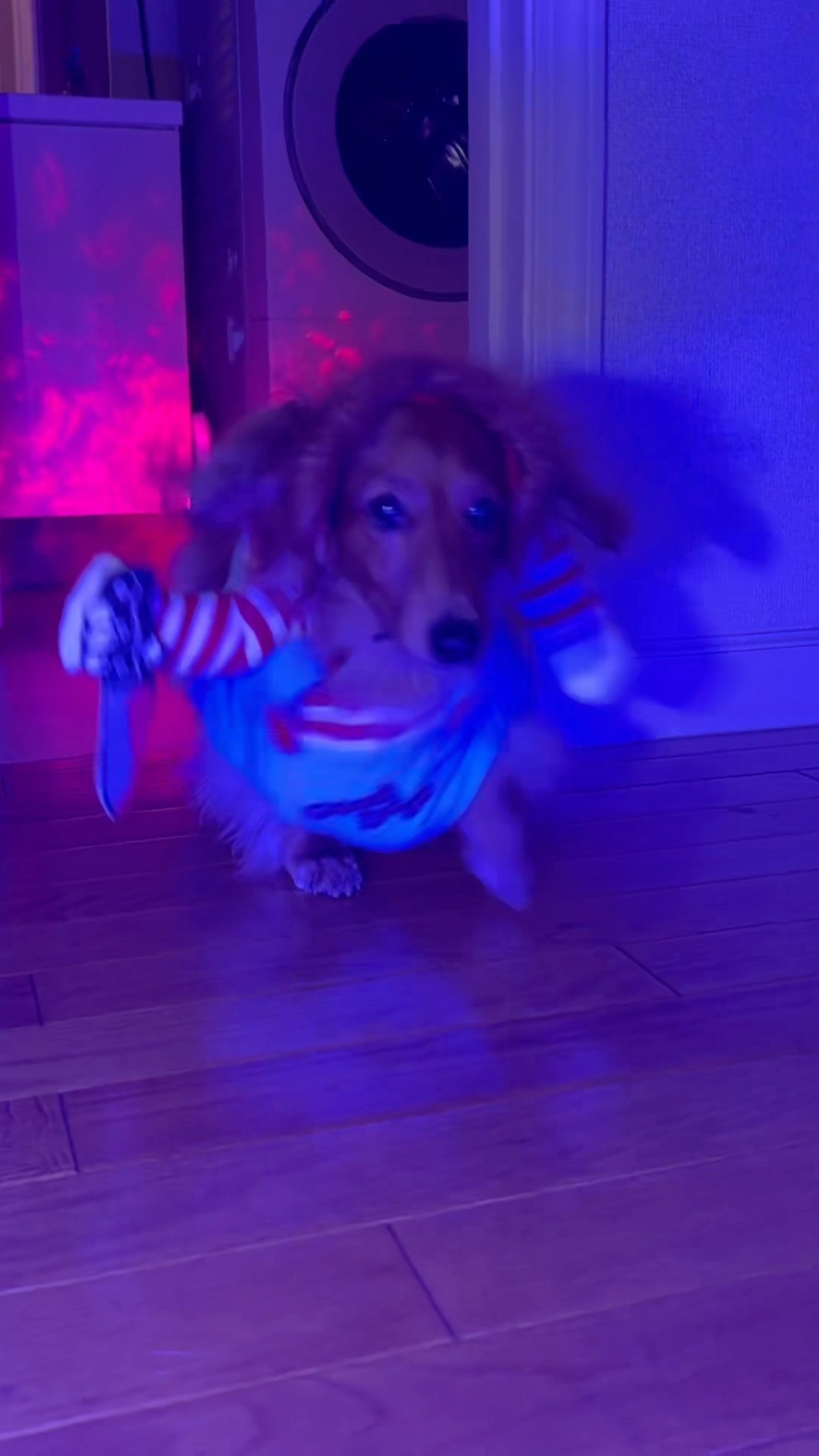 #haloween #dog #chucky