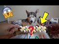 Someone Sent Us a $100 Dog Collar! - Husky Fan Mail #3