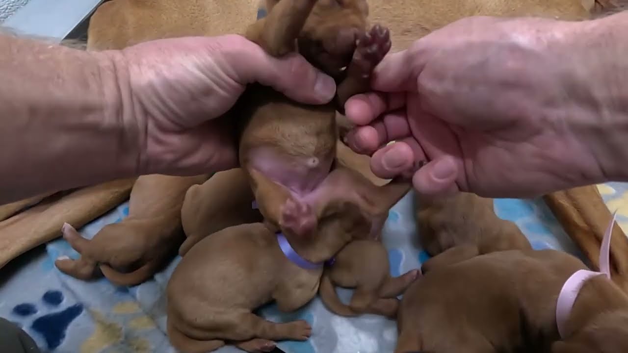 Щенки визлы в возрасте 4 дней