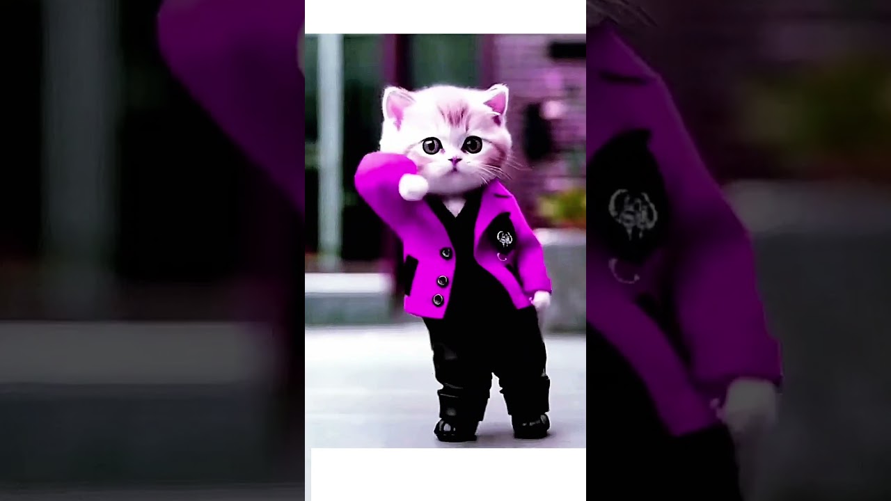 cute cat 🐈 dance video 