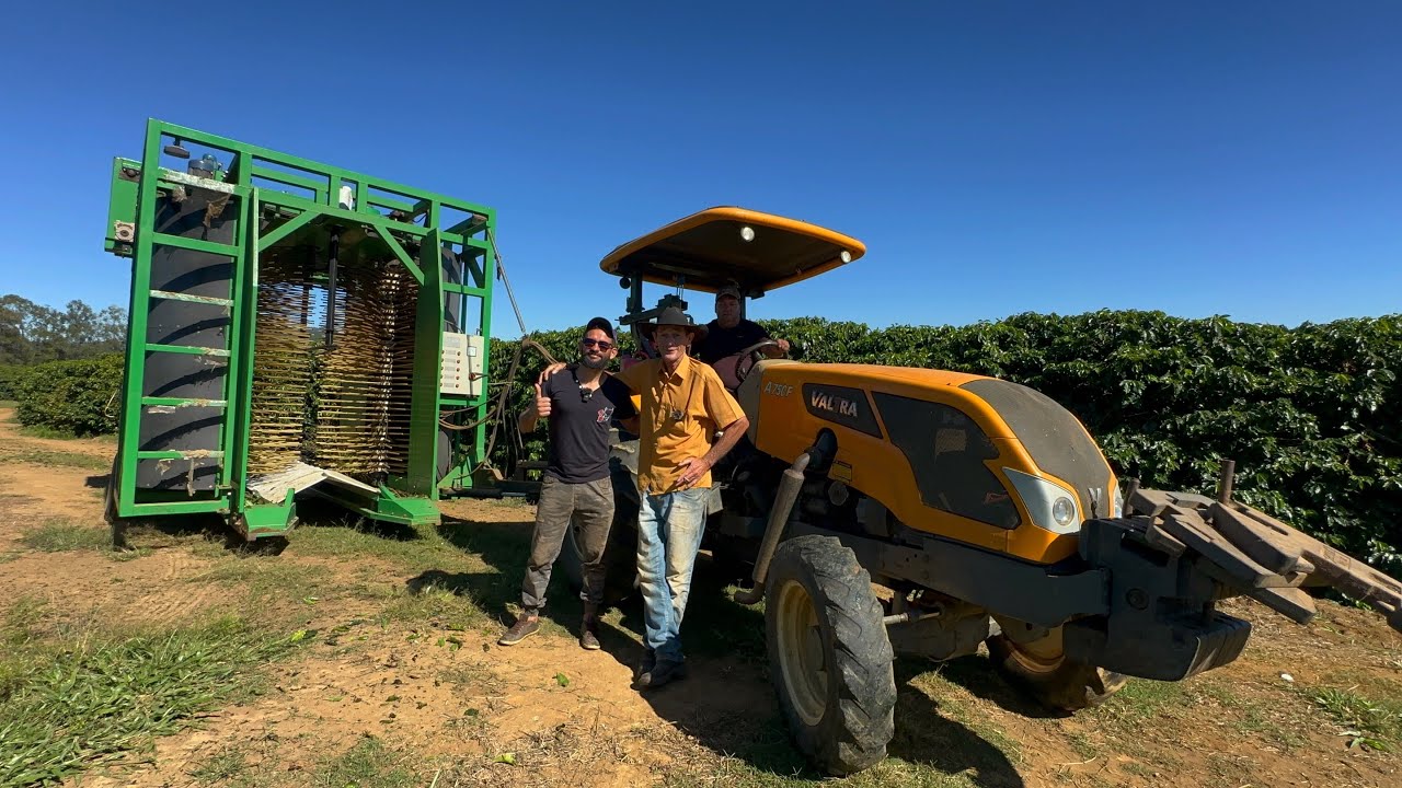 COLHEITA DE CAFÉ MECANIZADA HOJE VAMOS MOSTRAR COMO FUNCIONA