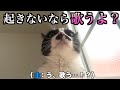 主の起こし方が超絶独特な猫のモーニングルーティン【保護猫】