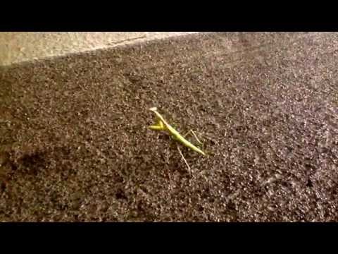 Running Praying Mantis!
