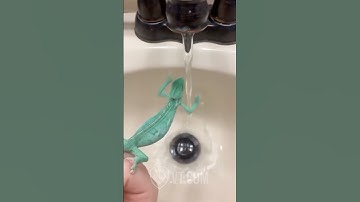Chameleon Throws Hands with Running Water 💦🦎😂