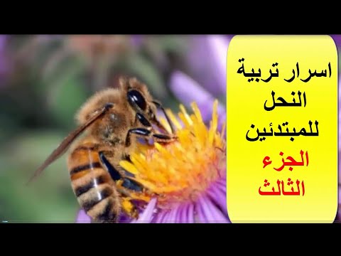 فيديو: نصيحة لمربي النحل المبتدئين. الجزء 3