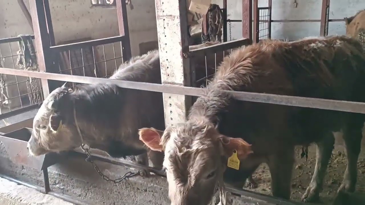 Откорм бычков 2025г . Ящур лечение, цены на мясо, граница Узбекистан, Кыргызстан.