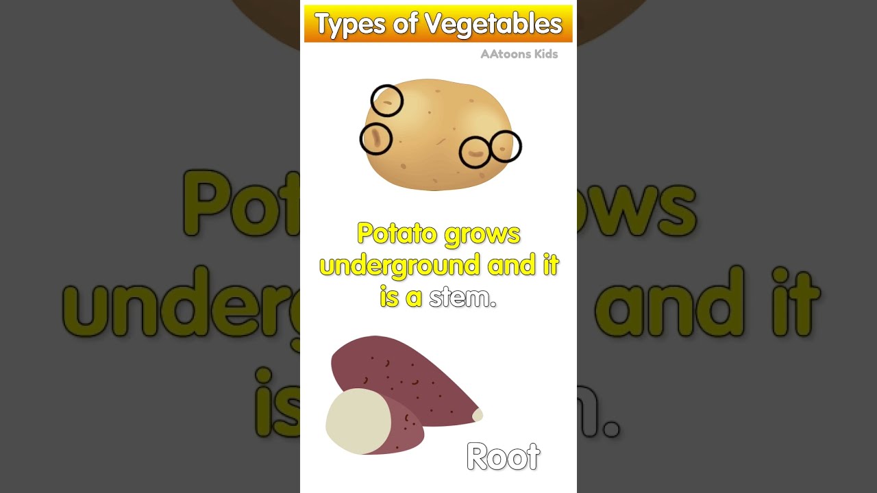 Types of Vegetables | Root, Stem, Flower
