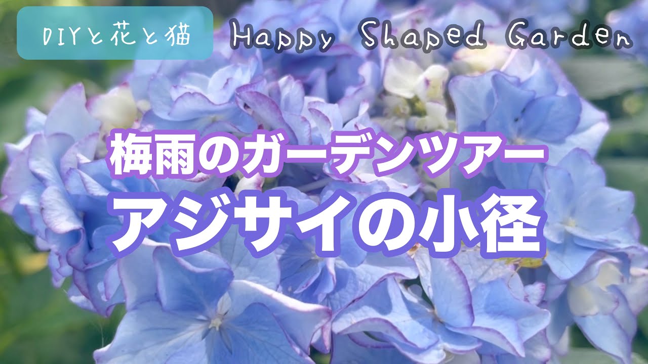 梅雨のガーデンツアー 紫陽花（アジサイ）の小径を散歩しながら少し 