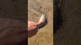 DEAD FISH Helps Explain River Currents