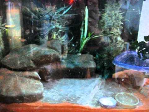 petco hours Indica- leopard gecko terrarium #17