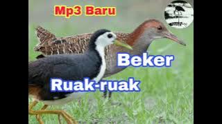 Suara pikat burung campuran Ruak-ruak dan Sintar BEKER TERBARU.