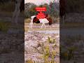 Wild Horses / Assateague Island /Pony / Solo Tent Camping / Oceanside /Maryland State Park #nature