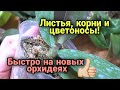 НОВЫЕ азиатские ОРХИДЕИ. Первая неделя жизни ДОМА. Изменения, самочувствие, уход.