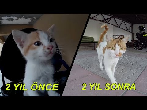 Video: Kedi Yılından Ne Beklenir