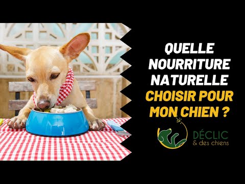 Vidéo: Suggestion de régime pour chiens