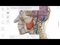 Aggiunta e rimozione di anatomia  visible body