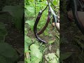 🍆🙉 harvest eggplant 🍆  gardening #shorts #harvest #eggplant