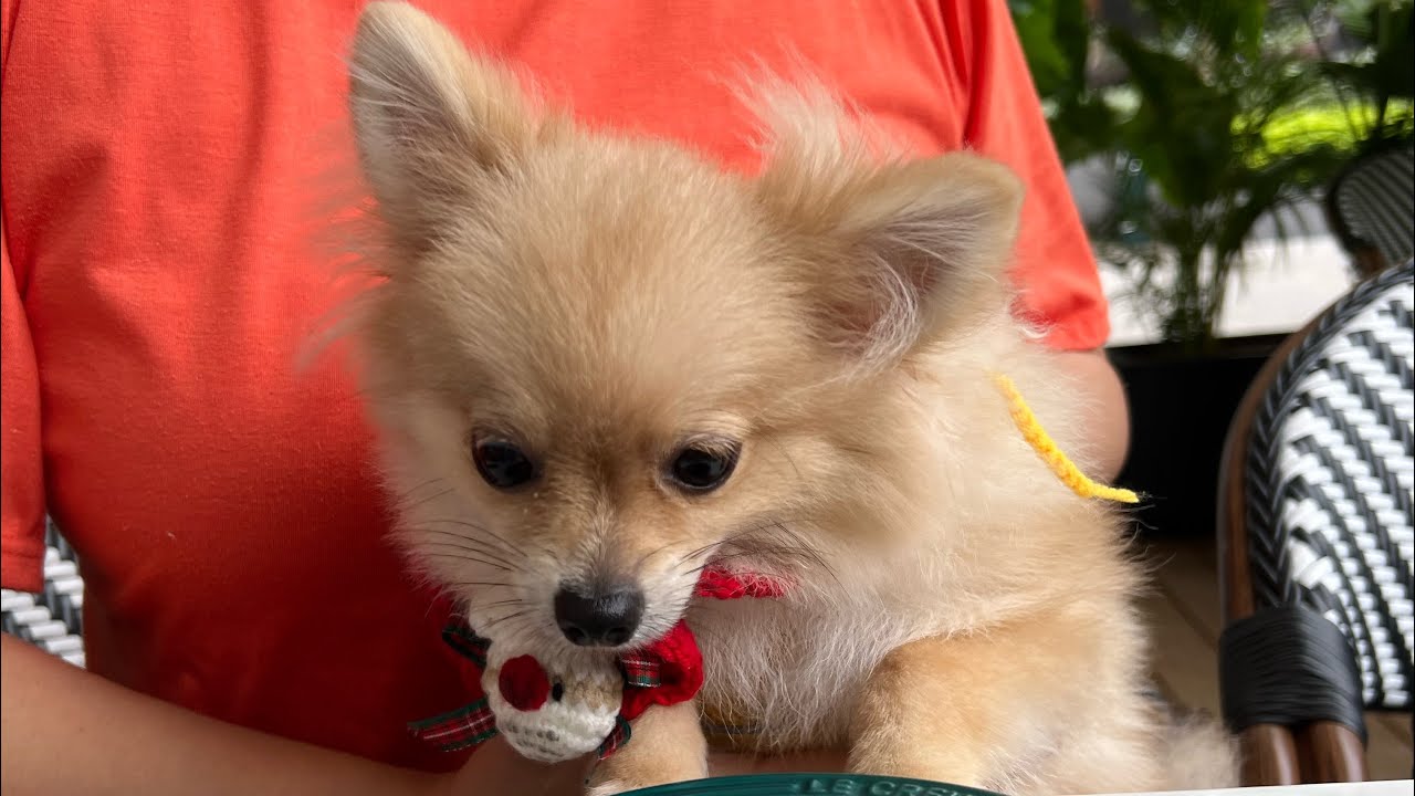 Pet Friendly Mall Near Me