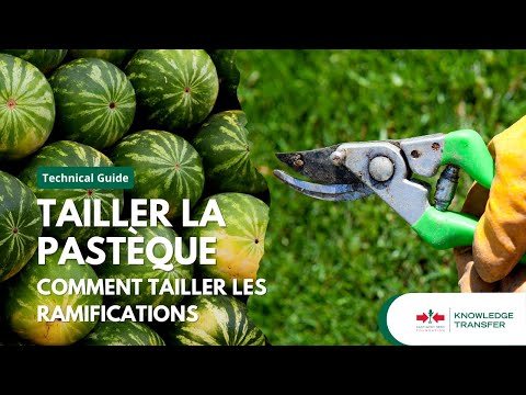 Vidéo: Élagage des pastèques - Comment et quand tailler les plantes de pastèque