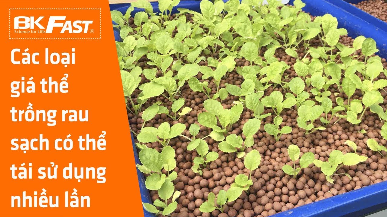 [BKFast] Các Loại Giá Thể Trồng Rau Sạch Có Thể Tái Sử Dụng Nhiều Lần ...