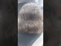 ويج Hairstyle اكستنشن الوان شعر تركيب Adam شعر شعر طبيعى شيبه ادم