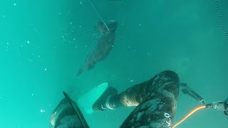 Spearfishing, Newport Oregon FB Group