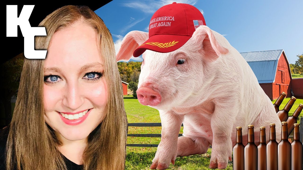 What Happens When Pigs Get Drunk? KC's Today I Learned YouTube