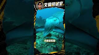 艾倫訊號室｜烏賊根本就是自帶變裝系統的偽裝大師呀！