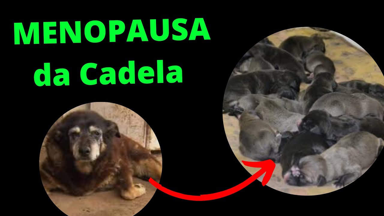 COM QUANTOS ANOS A CADELA PARA DE ENTRAR NO CIO YouTube