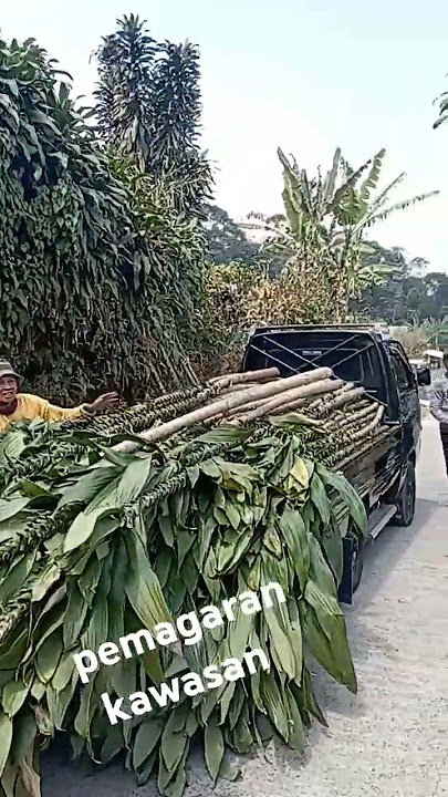 Pemagaran kawasan dengan tanaman hidup hanjuang ,pagar hidup #pagartanaman