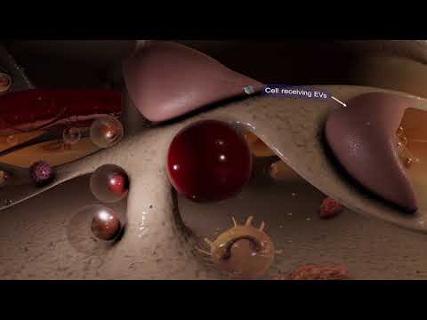 Extracellular Vesicles - the cells&rsquo; secret messengers - Scientific version
